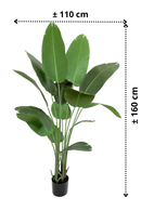 afmetingen Strelitzia Kunstplant 160cm
