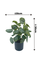 Plante Artificielle Polyscias 30cm