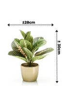 Kunst Maranta Bush 30cm