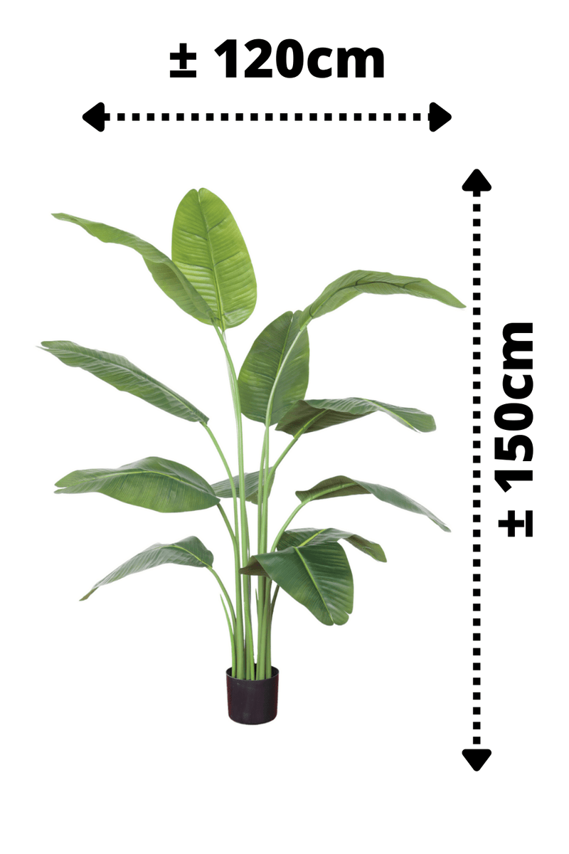 afmetingen Kunst Bananenplant Serie A 150cm