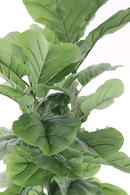 bladeren Ficus Kunstplant 150cm