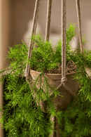 Asperge Artificielle Sprengeri Plante Suspendue 75cm