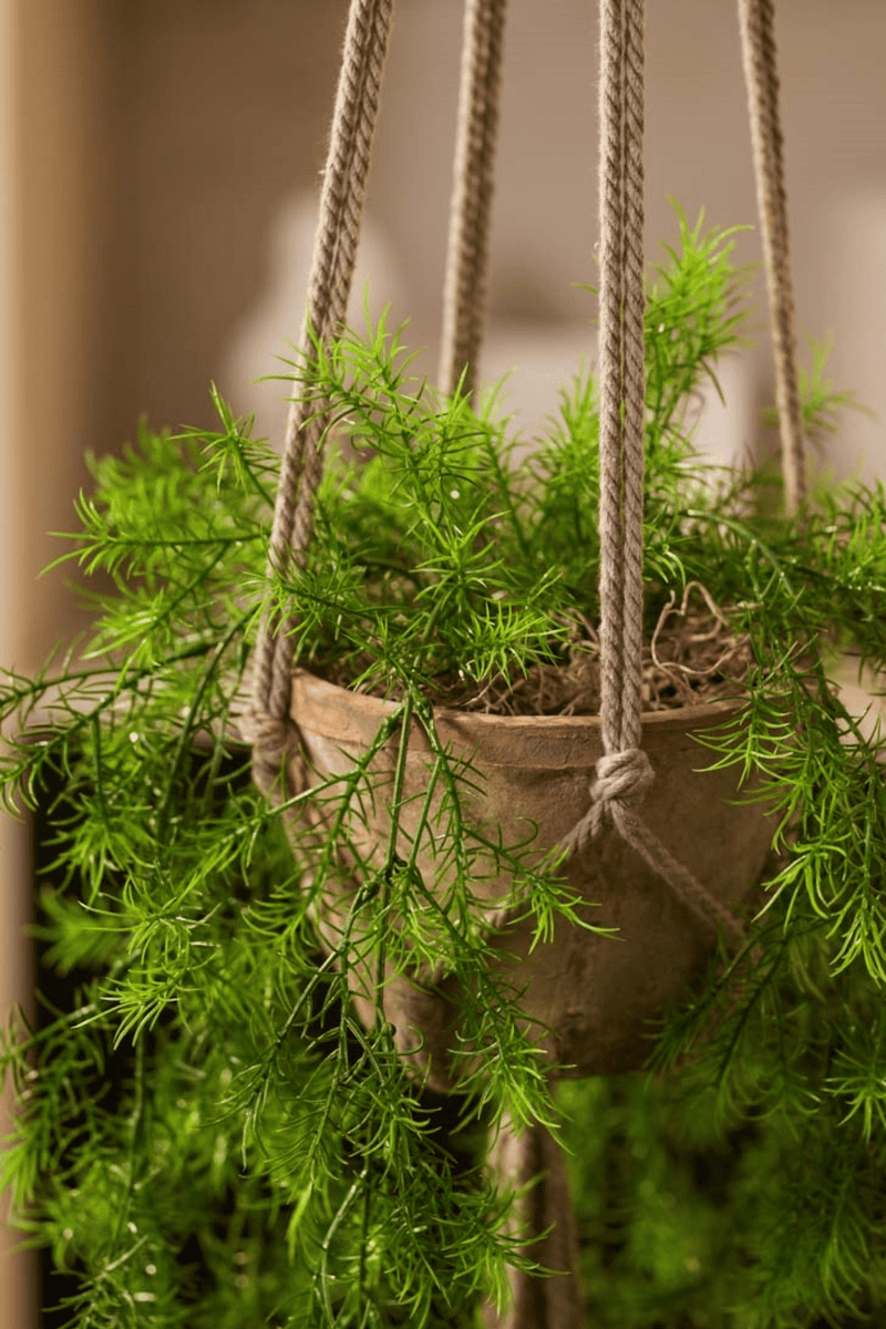 Asparagus Sprengeri Kunst Hangplant 75cm