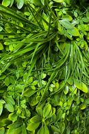 Kunsthaag Schefflera Mix 50x50cm UV