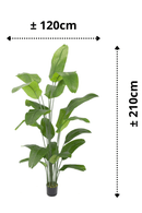 afmetingen Kunst Bananenplant Serie A 210cm