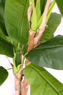 bovenaanzicht Kunst Bananenplant Serie B 210cm