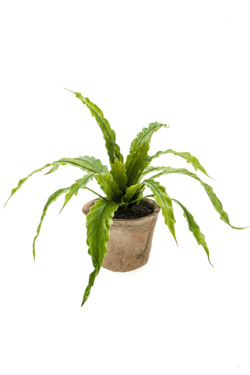 Kunst Varen Asplenium 30cm