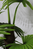 details Kunstpalm 140cm