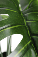 blad Monstera Kunstplant A 80cm