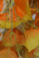 blad en wortels Oranje Kunst Hangplant