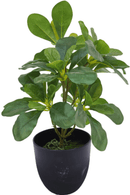 <transcy>Plante Artificielle Schefflera 30cm</transcy>