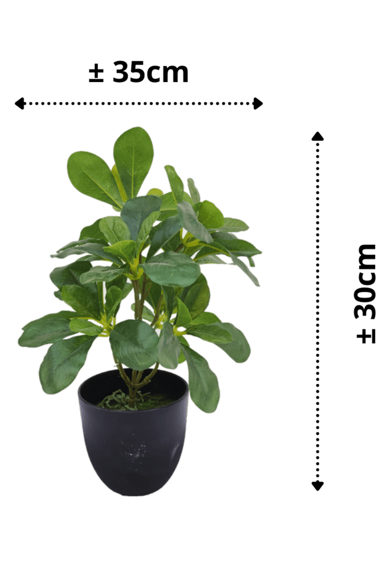 <transcy>Plante Artificielle Schefflera 30cm</transcy>
