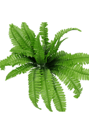 bovenaanzicht Varen Kunstplant 45cm