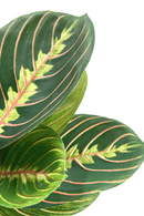 Kunst Maranta Bush 30cm