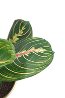 Kunst Maranta Bush 30cm