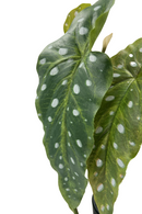 Plante Artificielle Bégonia Maculata 30cm