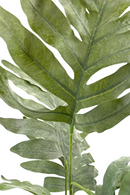 Kunst Phlebodium 65cm