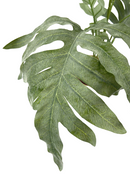 Kunst Phlebodium 65cm