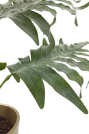 Kunst Phlebodium 65cm