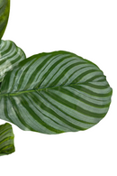 Calathea artificielle 60cm