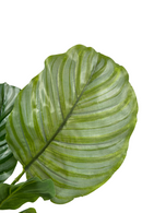 Calathea artificielle 60cm