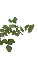 Eucalyptus artificiel 180cm