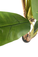 Kunst Bananenplant Serie B 150cm