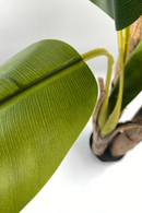 Bananier Artificiel Série B 180cm