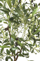 details Kunst Olijfboom 150cm